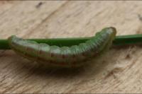 Mesapamea secalis