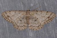 Hypomecis punctinalis