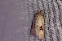 Nycteola revayana
