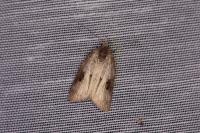 Nycteola revayana