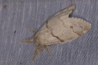 Calliteara pudibunda