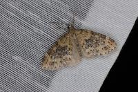 Acasis viretata