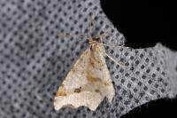 Macaria alternata