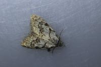 Nola confusalis