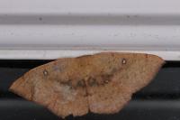 Cyclophora puppillaria