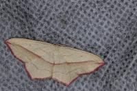 Timandra comae