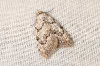 Nola confusalis