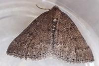Aleucis distinctata