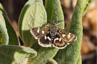 Eurrhypis guttulalis