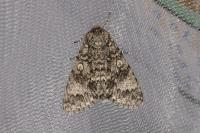 Acronicta megacephala