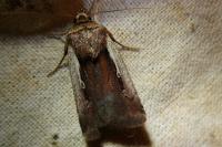 Ochropleura plecta