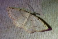 Stegania trimaculata