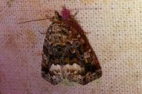 Deltote pygarga