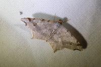 Macaria alternata