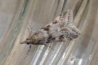 Eudonia angustea