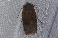 Conistra staudingeri
