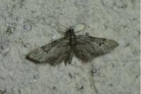 Gymnoscelis rufifasciata