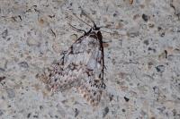 Nola cicatricalis