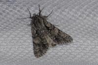 Acronicta rumicis