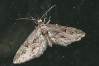 Eupithecia oxycedrata