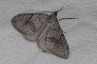 Pennithera ulicata