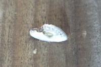 Cilix glaucata/hispanica