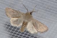 Orthosia cruda