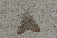 Aplocera efformata/plagiata