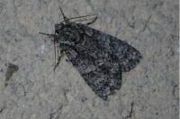 Acronicta rumicis