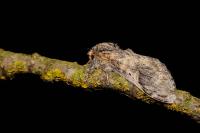 Notodonta tritophus