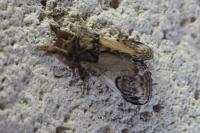 Notodonta ziczac