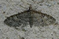 Eupithecia dodoneata