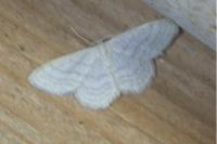 Idaea subsericeata