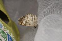 Epirrhoe alternata