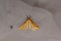 Aspitates ochrearia