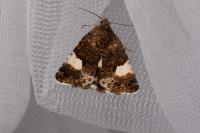 Tyta luctuosa