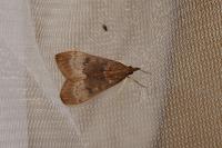 Uresiphita gilvata