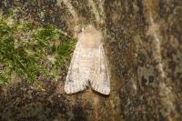 Orthosia cruda