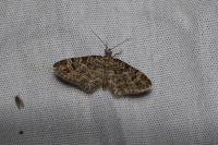 Gymnoscelis rufifasciata