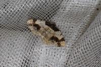 Ligdia adustata