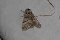 Drymonia ruficornis