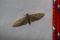 Eupithecia abbreviata