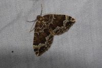Lampropteryx suffumata