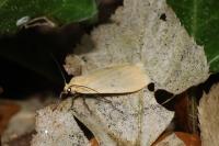Wittia sororcula