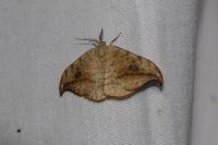 Drepana falcataria