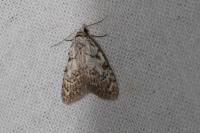 Nola confusalis