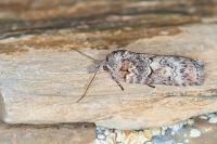 Nycteola columbana