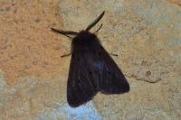 Diaphora mendica