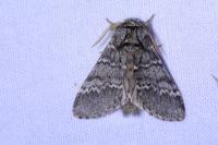 Drymonia ruficornis