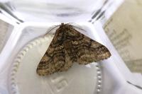 Lycia hirtaria